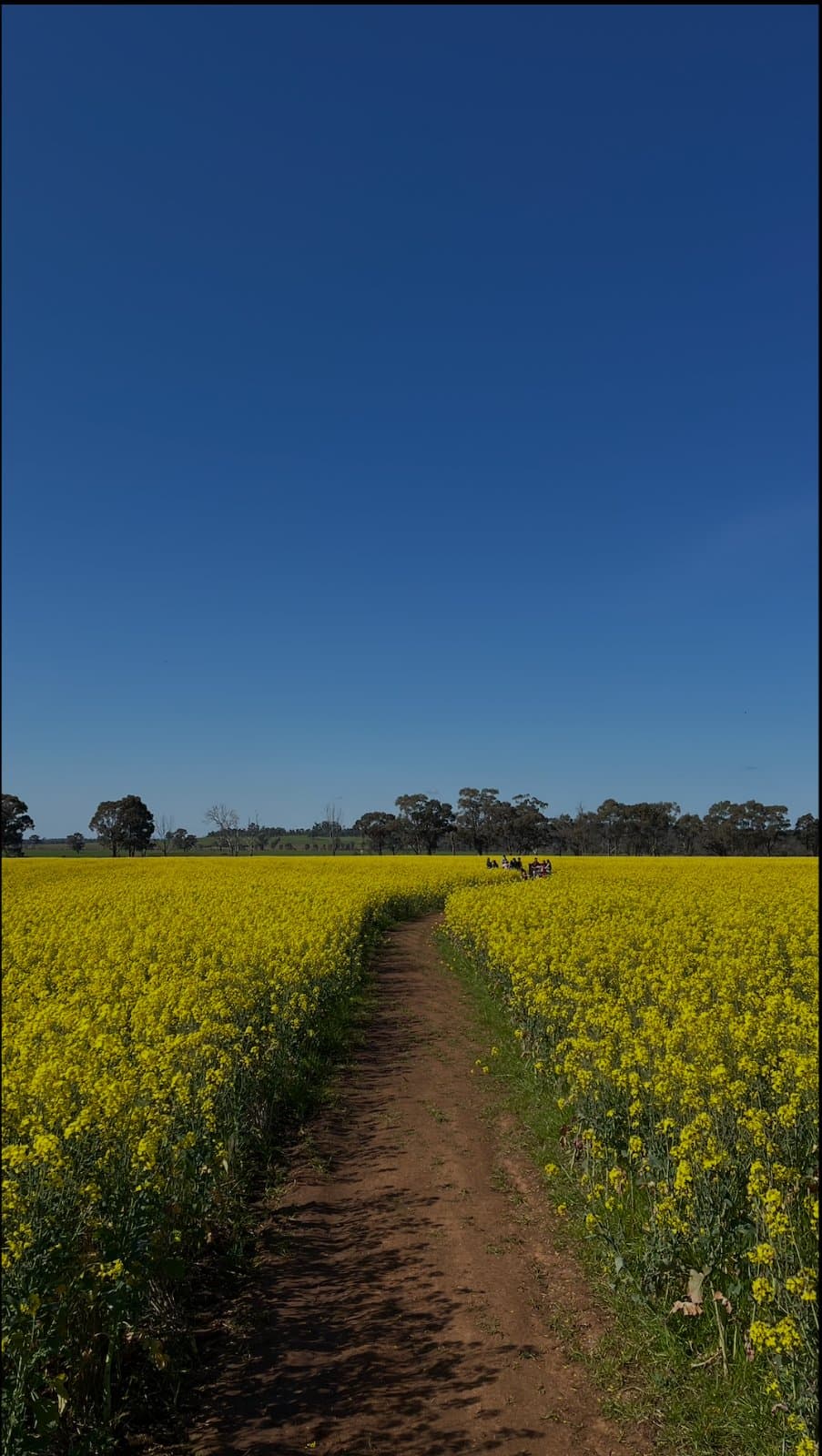 Heathcote Vineyard & Wine Craft, blended with Canola field