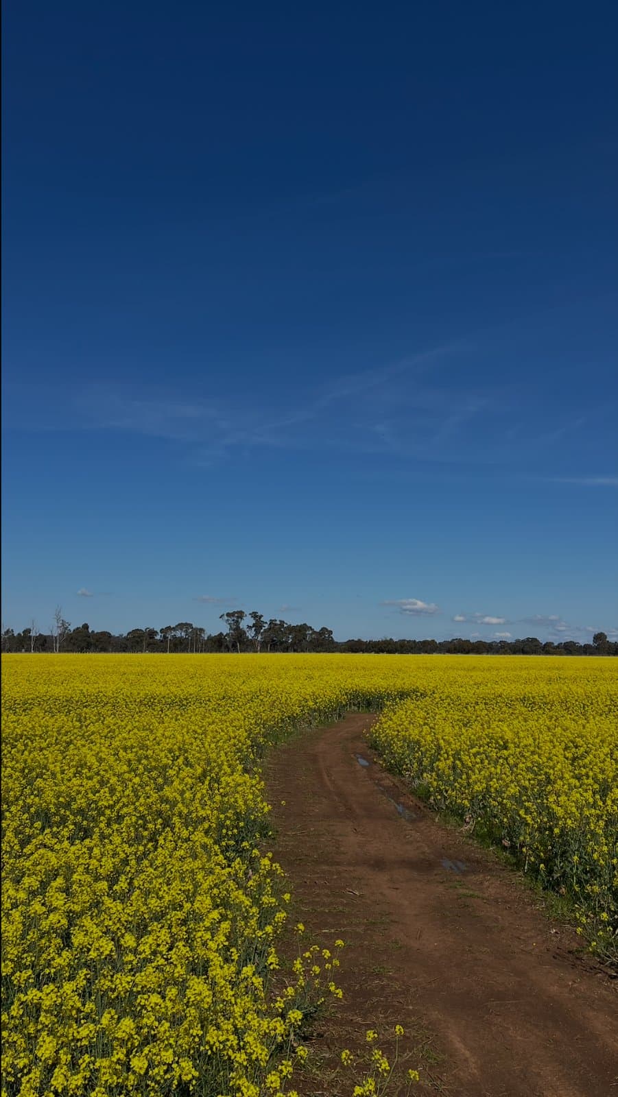 Heathcote Vineyard & Wine Craft, blended with Canola field 2