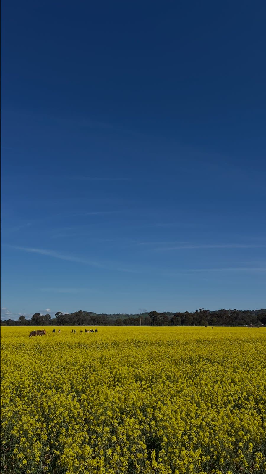 Heathcote Vineyard & Wine Craft, blended with Canola field 4