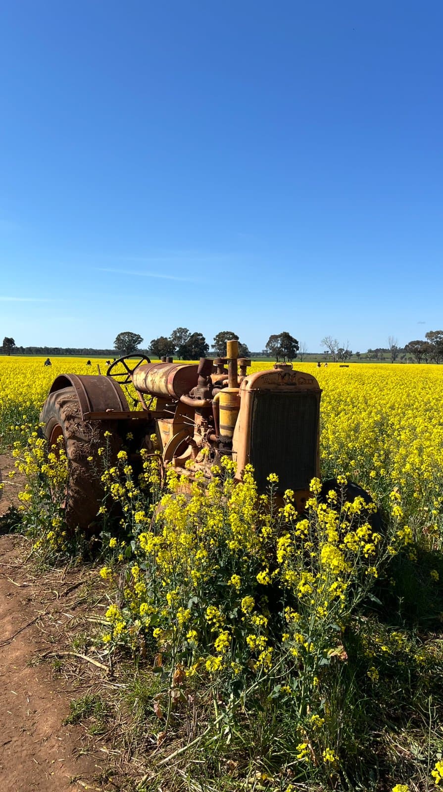 Heathcote Vineyard & Wine Craft, blended with Canola field 5
