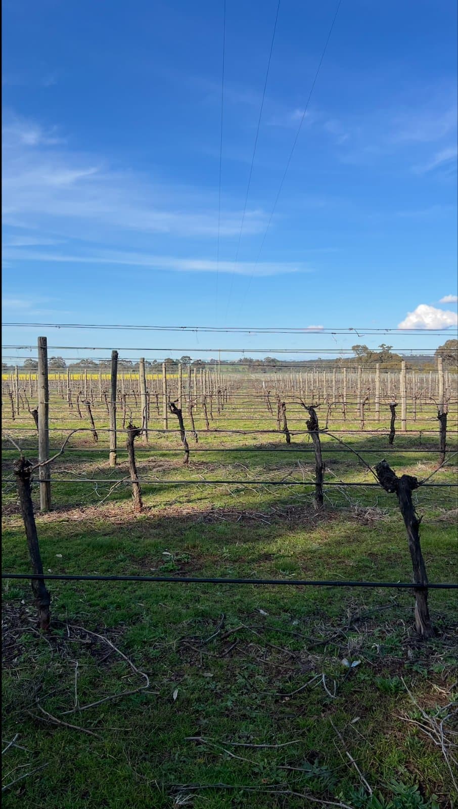 Heathcote Vineyard & Wine Craft, blended with Canola field 3