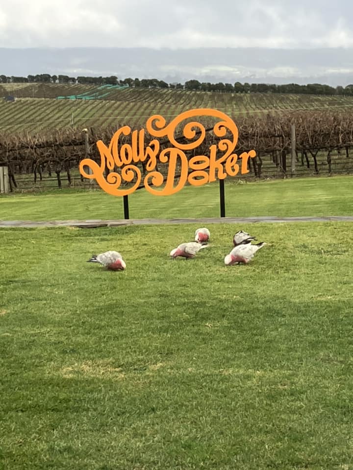 McLaren Vale Trails & Tasting Tales 2