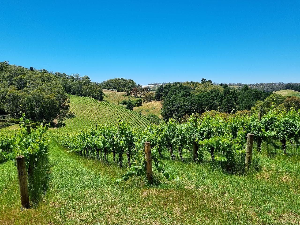 Need a driver and vehicle in the South Australian Wine Regions? 3