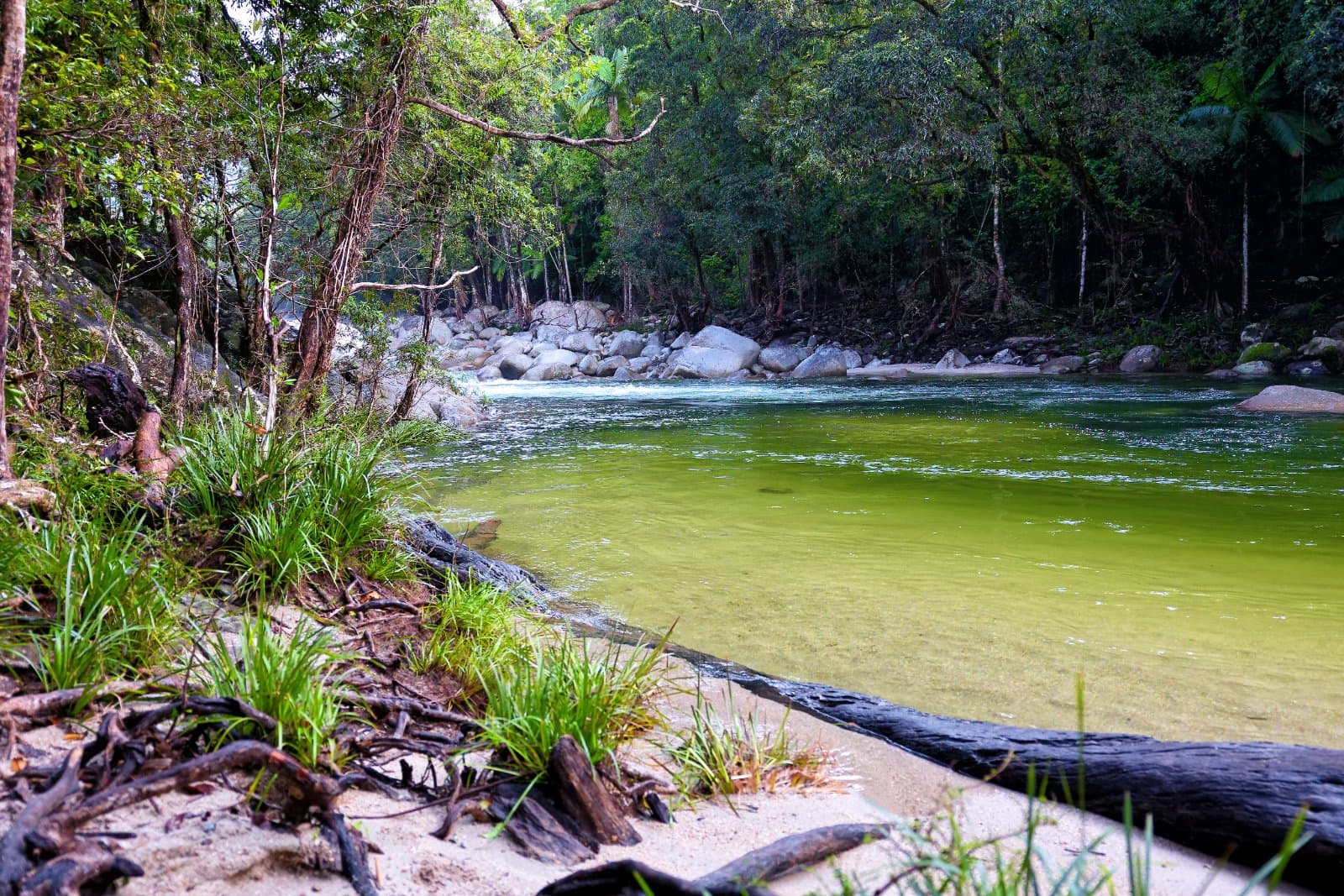 From Cairns Kuku Yalanji Country: Aboriginal Cultural Dreaming Walk & Daintree Rainforest Full Day tour 2