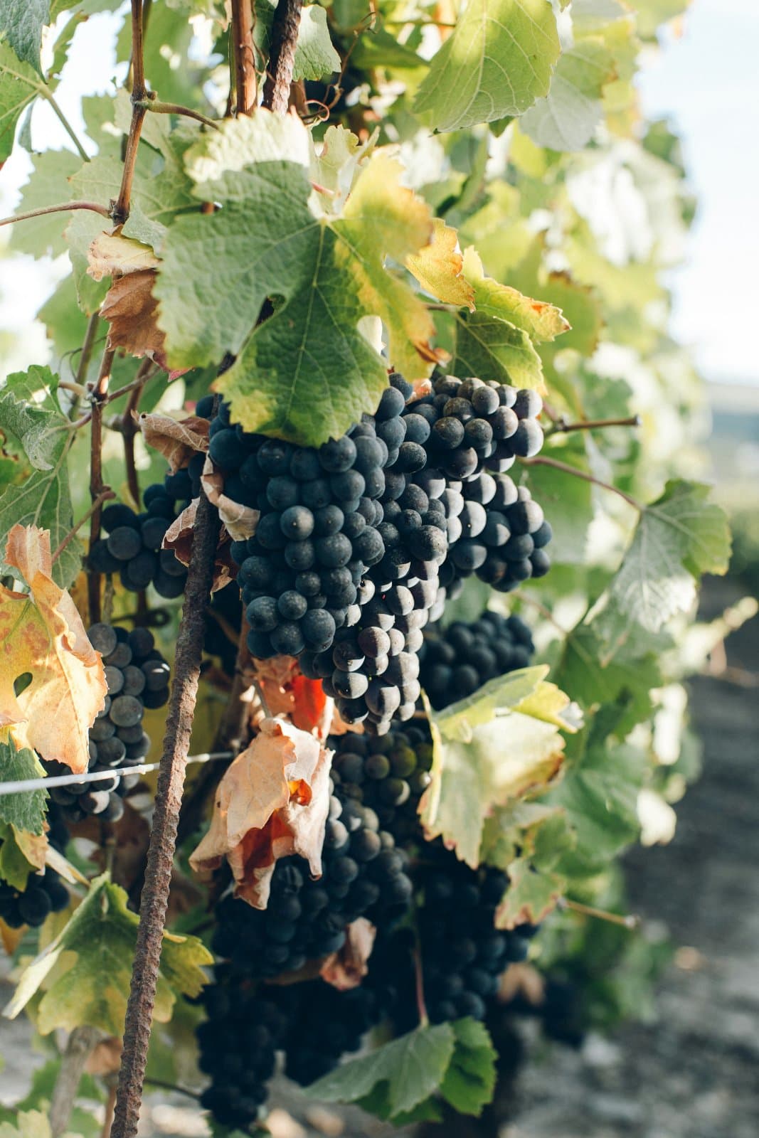 McLaren Vale & Adelaide Hills Wine Adventure 3