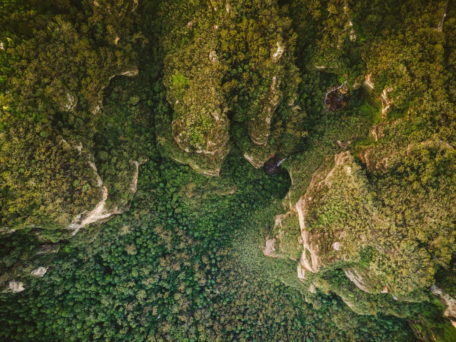 Blue Mountains Day Trek: Native Flora & Wildlife